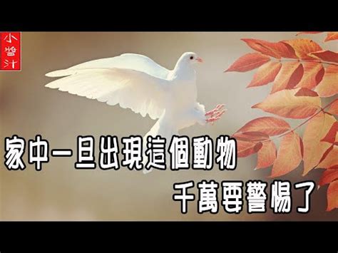 死鳥風水|【死鳥風水】死鳥風水報喜？竟是替人擋劫，驚人真相不可不知！。